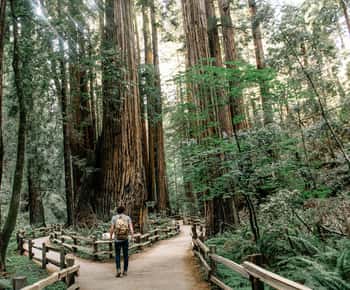 De São Francisco: Viagem de meio dia a Muir Woods e Sausalito