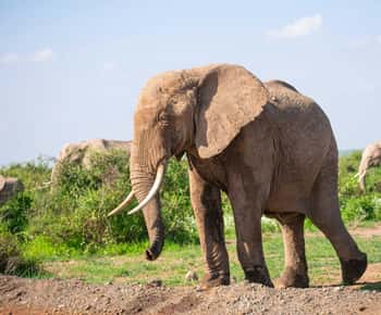 Amboseli National Park: Full Day Tour From Nairobi