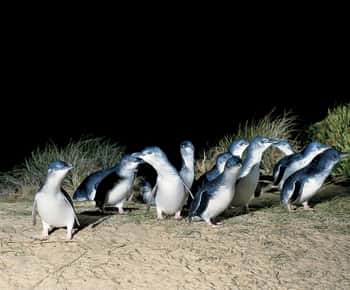 Melbourne-ből: Phillip Island és a pingvinparádé egynapos túra