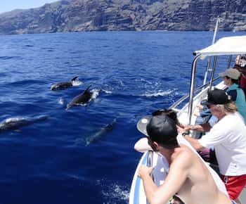 Los Gigantes: Whale or dolphin watching and swimming tour in Masca