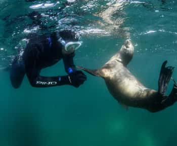 PUERTO MADRYN , PLONGÉE EN APNÉE AVEC LES OTARIES