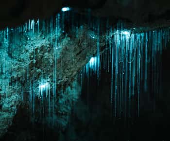 Nova Zelândia: Excursão à Caverna Milky Way Glowworm