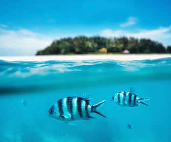 Zanzibar: mnemba island, turles swimming with kendwa beach