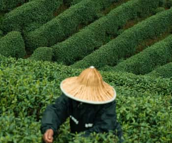De Hangzhou: excursão à vila do chá Longwu, cidade de Longmen e barragem