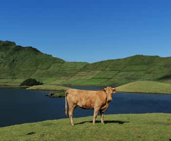 Sao Jorge Cheese Tour - Halbtagestour