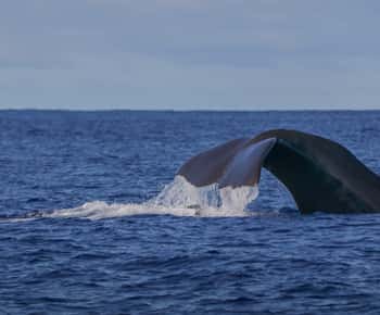 Insel Terceira: Bootsausflug zur Wal- und Delfinbeobachtung
