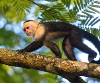 Tortuguero National Park: Jaguar Trail Day Walk Adventure