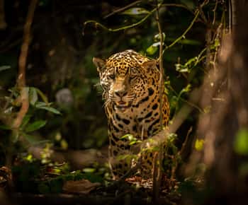 Wilpattu National Park Safari Tour from Colombo