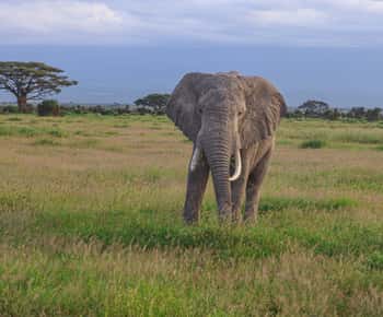 Amboseli National Park: Full Daytrip from Nairobi in a 4X4
