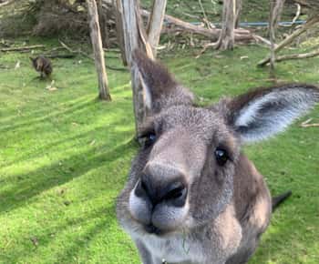 Melbourne: Moonlit Sanctuary and Brighton Beach Boxes Tour