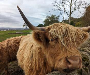 Privat tur til Loch Ness, Pitlochry, Glencoe og højlandet