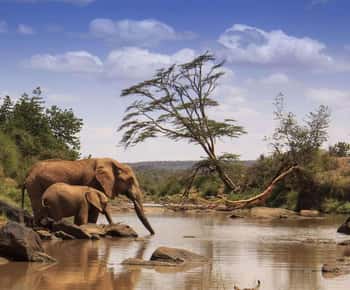 Desde Nairobi: 3 días en la Reserva Nacional de Samburu