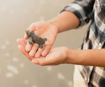 Privétours in Galle met bezoek aan zeeschildpadden en bootsafari