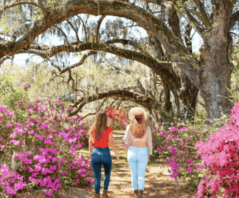 Charleston: City tour histórico e Magnolia Plantation Combo