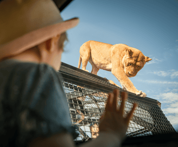 Experiencia Leones 360 y un día en el Parque Safari Monarto