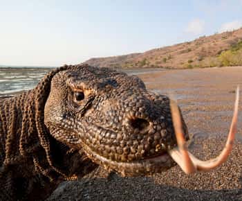 Komodo: 4-Day Private Tour with Overnight Boat and Hotel