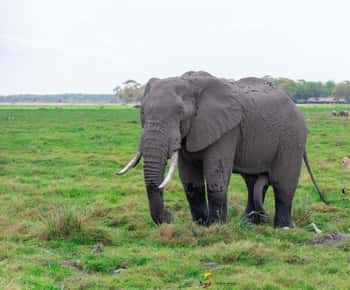 Naivasha: Lake Naivasha & Hell’s Gate National Park