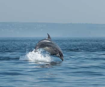 Molène Archipelago: Sea trips departing from Crozon. Seals, dolphins,
