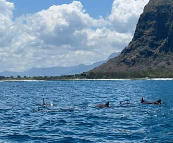 Soluppgång, delfinsafari och simning, snorkling och Crystal Rock