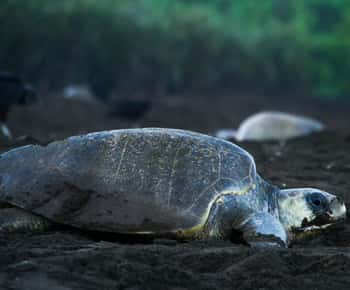Tortuguero: Turtle Nesting Night Tour