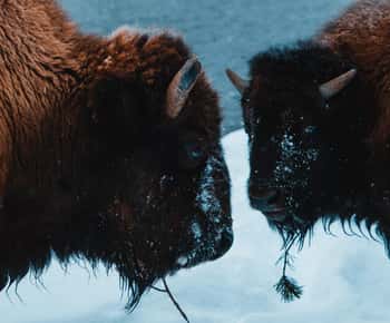 5-Day Winter Yellowstone Wildlife Tour