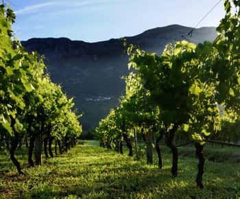 Vinprovning på halvön Pelješac vinresa från Dubrovnik