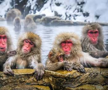 Tokyo To Nagano (Snow Monkey Zenkoji Temple Private Tour)