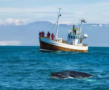 Húsavík: Familienbetriebene und geführte Whale Watching Tour