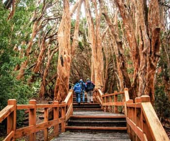 Bariloche: Arrayanes Forest and Victoria Island Tour