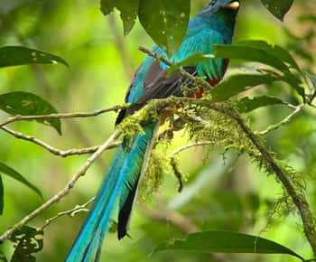 Monteverde: Cloud Forest Guided Walk