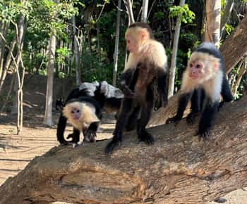Puerto Caldera: tour privato alla scoperta delle scimmie e della fauna selvatica con pranzo
