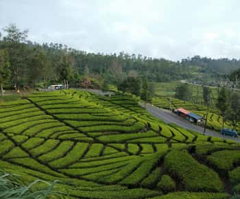 Dagtrip Witte Krater Ciwidey Bandung All In - Gids