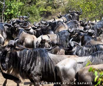 8-Day Amboseli Park, Lake Nakuru, and Maasai Mara Park Tour