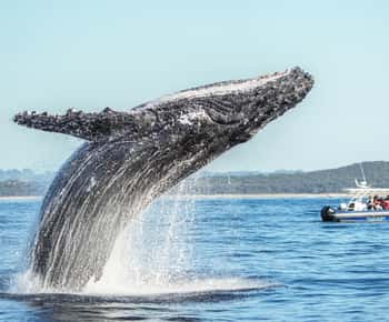 Byron Bay: Cruzeiro de observação de baleias com um biólogo marinho