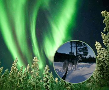 Ivalo: Auroran metsästys huskyjen kanssa