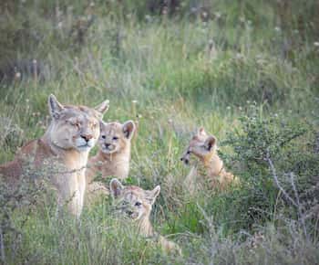 Pistage des pumas (observation des pumas) - Torres del Paine