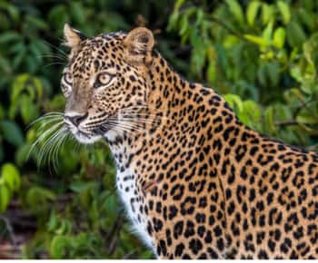 Från Anuradhapura: All Inclusive heldagssafari vid Wilpattu