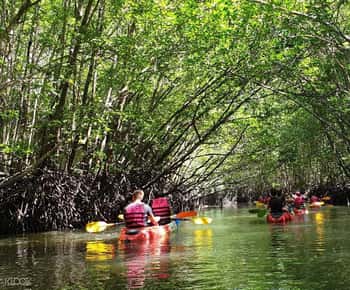 Ko Lanta: Half-Day Mangrove Kayaking Tour with Lunch