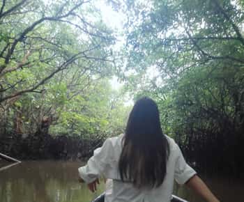 Bintan Tour Mangrove or Fireflies
