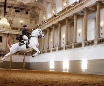 Desempenho dos Lipizzans na Escola de Equitação Espanhola
