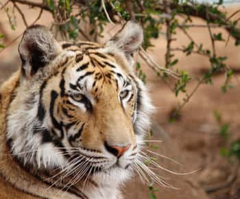 De Délhi: excursão guiada de 4 dias pelo Triângulo Dourado e Ranthambore