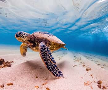 Marsa Alam: Faz snorkeling com tartarugas marinhas Marsa Mubarak