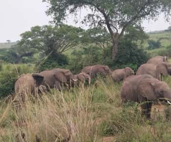 Uganda: 2-Day Murchison Falls National Park Safari