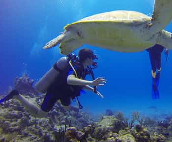 Паракас: подводное плавание - Dive Discovery