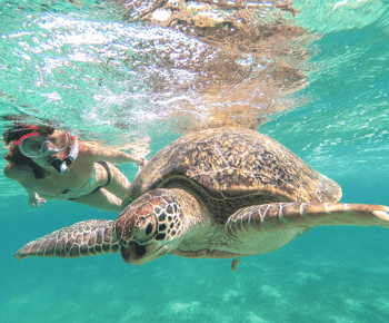 Vanuit Cancún: Tulum en Akumal Cenote en schildpaddenzwemtour