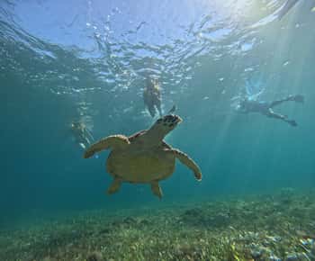 Cancun: Schnorchel Bootstour mit Ausrüstung