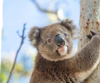 Excursión Safari Koala Salvaje Estación Mikkira de Port Lincoln