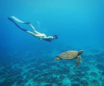 Ilha de Páscoa: Passeio de snorqueling nos recifes de coral