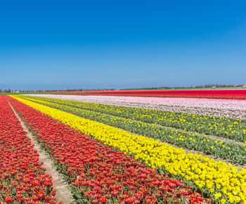 From Amsterdam: take the famous Tulip route tour