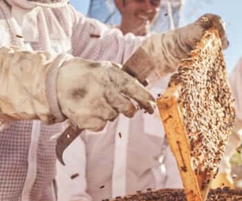 Bowral: Honey Tasting and Hive Opening with Morning Tea